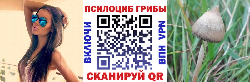 Псилоцибиновые грибы Cubensis  кракен ONION  Шарыпово 